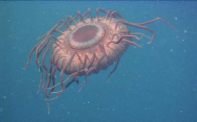 When attacked by a predator, this deep-sea jellyfish (Atolla wyvillei) uses bioluminescence to scream for help. The amazing light show is known as a burglar alarm display. This jellyfish was photographed by the ROV Hyper Dolphin east of Japan's Izu-Oshima Island, 2,640 feet (805 meters) below the surface