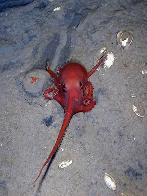 A deep-water octopus (Benthoctopus sp.) sits on the seafloo in the Gulf of Mexico's Alaminos Canyon, about 8800 feet (2700 meters) beneath the sea surface