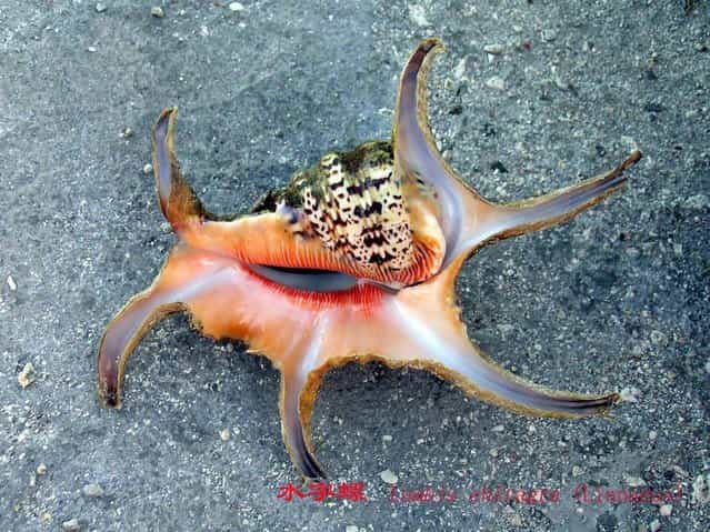 The spider conch (Lambis chiragra) has six spines on the lip of its shell. The shell's pearly interior displays beautiful tints of orange and yellow. The species is listed as [vulnerable] on the Red List of threatened animals of Singapore
