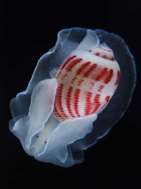 This red-lined paper bubble (Hydatinidae gen. sp.) was discovered in a sperm whale carcass in the Kagoshima whale fall, off Japan's Cape Nomamisaki. The gastropod's tiny eyes are protected by cephalic shields