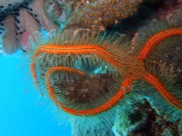 These nocturnal echinoderms (Ophiothrix suesonii) are called sponge brittle stars. They are very common in the Caribbean. They are so named because they are found exclusively either inside or outside living sponges