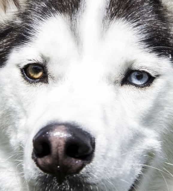 Heterochromia in Animals: Pets With Different Colored Eyes