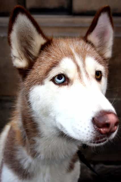 Heterochromia in Animals: Pets With Different Colored Eyes