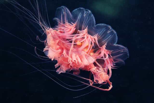Giant Jellyfish Cyanea capillata