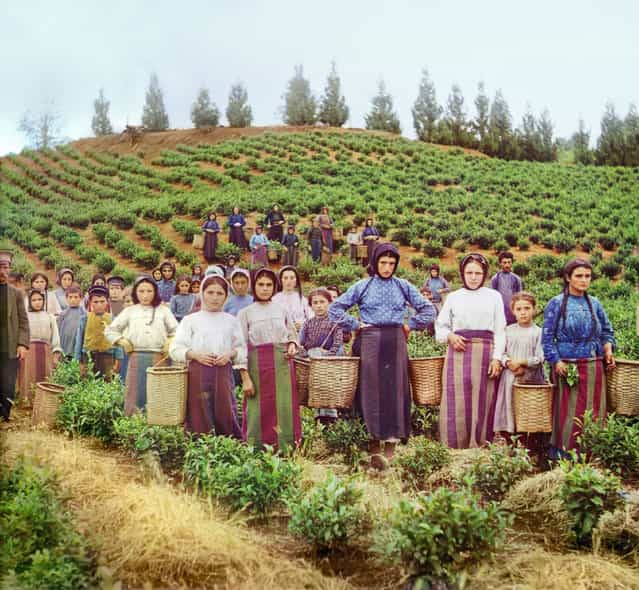 Photos by Sergey Prokudin-Gorsky. Group of workers harvesting tea. Greek women. Russia, Kutaisi province, Batumi District, Chakva, 1912