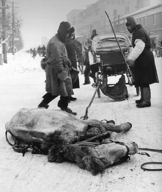1948年1月，沈阳。骡死了！ (January 1948, Shenyang. The mule dead)