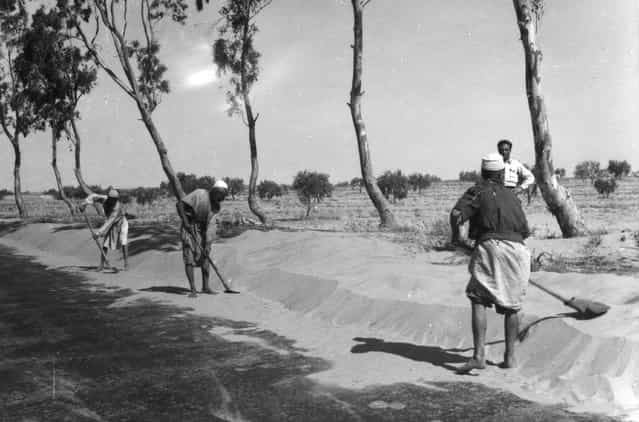 Workers clearing the road at Sabratha in Libya, 1950. (Photo by Edward Charles Le Grice/Le Grice)
