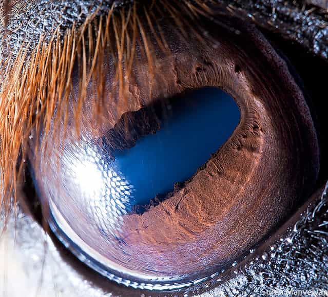 Animal Eyes by Suren Manvelyan