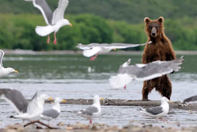 Bear with seagulls/n. South Kamchatka Sanctuary<><>South Kamchatka Sanctuary; seagull; Kamchatka; bear; Kuril Lake