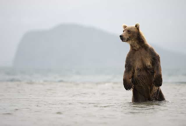 A she-bear waiting for fish/n. South Kamchatka Sanctuary<><>South Kamchatka Sanctuary; sockeye; Kamchatka; bear; Kuril Lake; salmon