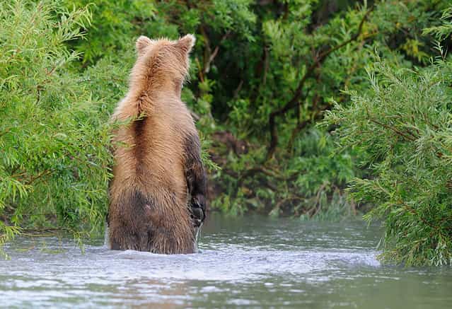 Where's the fish?/n. South Kamchatka Sanctuary<><>South Kamchatka Sanctuary; Kuril Lake; Kamchatka; bear; salmon; spawning