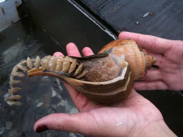 Channeled Whelk with Egg Cases, 2009. [So in this case we know this is a female whelk and each egg case will have up to 100 eggs in it. The average number of eggs per case is much lower though at around 40 according to one NOAA report. Some strings can have up to 120 cases or more cases Most strings will have around 100 cases, but strings with 160 cases have been found as well. This lady whelk was promptly returned to the sea to complete her egg laying mission]. – Eric Heupel. (Photo by Eric Heupel)