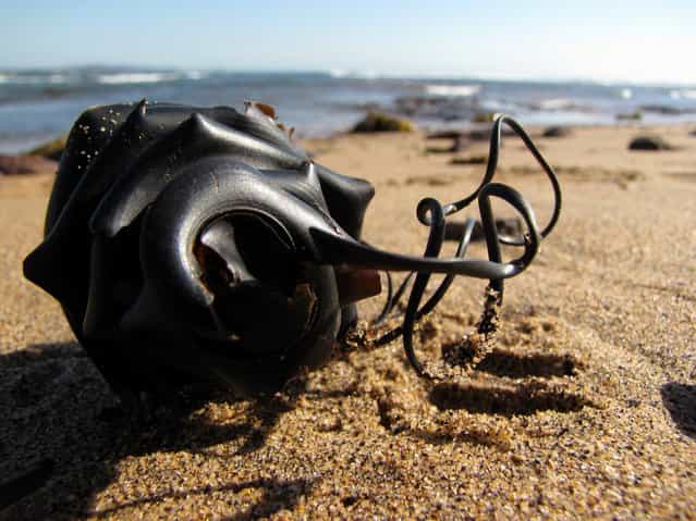 Shark egg case washed up at Long Reef. (Photo by myopixia)