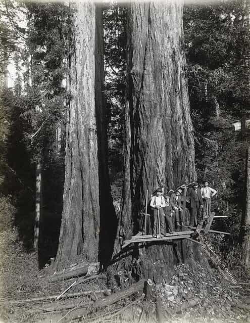 Lumberjacks From California 