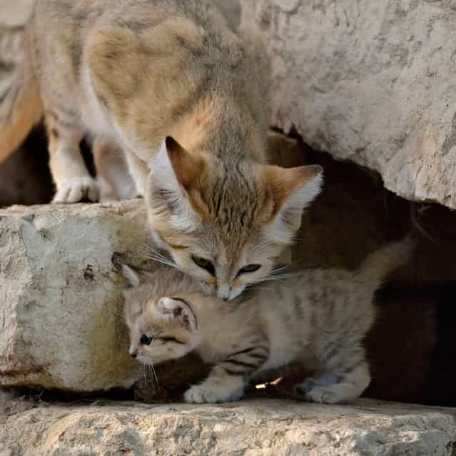 Rare Sand Kittens in Park "Safari"