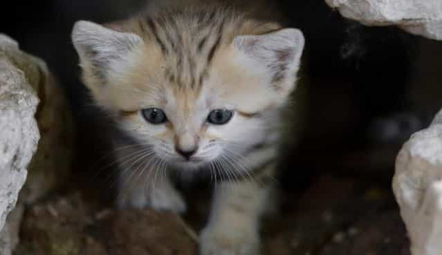 Rare Sand Kittens in Park "Safari"