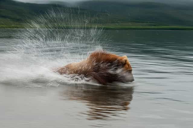 Hunting for a Salmon. Scene of action: Cape Grassy, Kuril lake, Kamchatka, Russia