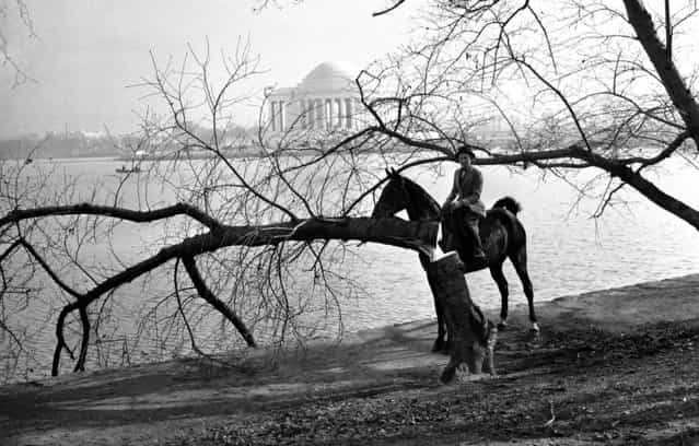 Joy Cummings examines a Japanese cherry tree that was cut down had the words [To hell with those Japanese], carved into it, December 10, 1941. Irving C. Root, Parks Commissioner, termed it vandalism. In the background is the recently completed Jefferson Memorial. (Photo by Associated Press)