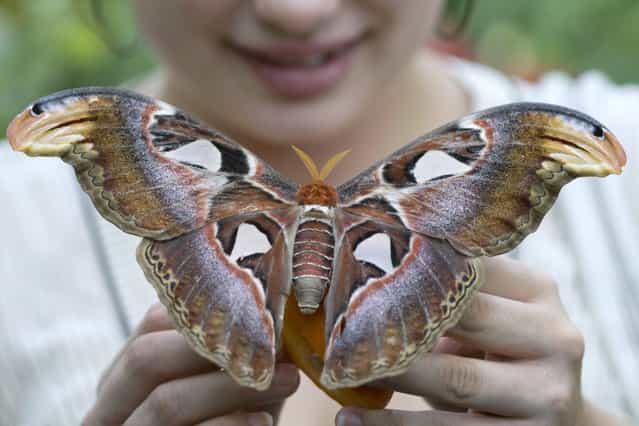 Atlas Moth @ Carleton. (Photo by Terri Oda)
