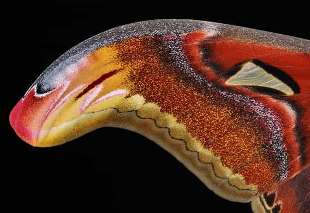 Forewing detail of a Male Atlas Moth (Attacus atlas). (Photo by John Horstman)