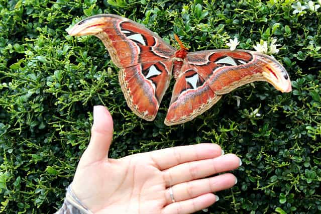 Atlas Moth (皇蛾(蛇頭蛾)). (Photo by Robin Hsu)