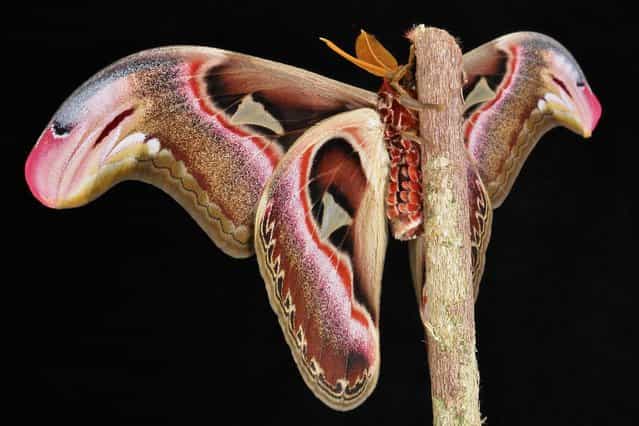Male Atlas Moth (Attacus atlas). (Photo by John Horstman)