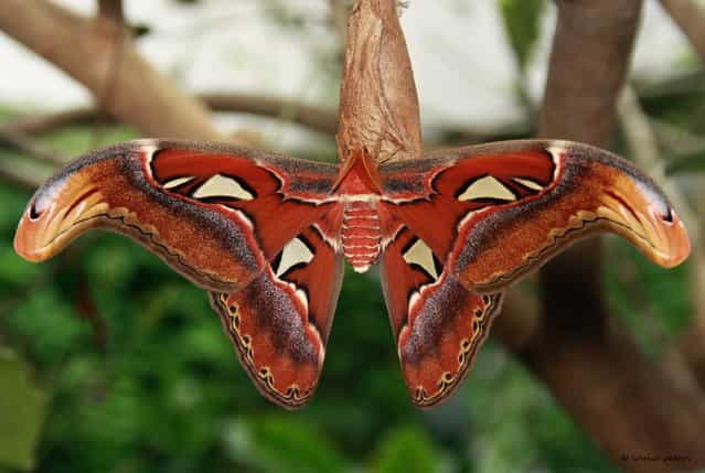Attacus Atlas – Wingspan 20-25 cm. (Photo by Louise Peters)