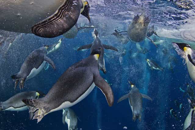 This image by Canadian photographer Paul Nicklen, National Geographic magazine, from the series [Emperor Penguins, Ross Sea] won 1st prize in the Nature Stories category of the 56th World Press Photo Contest, it was announced by the organizers in Amsterdam, The Netherlands, on 15 February 2013. It shows a group of Emperor Penguins swimming in the Ross Sea, Antarctica, on 18 November 2011. Even though they have evolved an incredibly advanced bubble physiology the greatest challenge they face is the loss of sea ice that supports their colonies and ecosystem. New science shows that Emperor Penguins are capable of tripling their swimming speed by releasing millions of bubbles from their feathers. These bubbles reduce the friction between their feathers and the icy seawater, allowing them to accelerate in the water. They use speeds of up to 30 kilometers per hour to avoid leopard seals and to launch themselves up onto the ice. (Photo by Paul Nicklen/EPA)