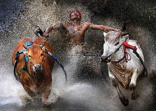 This image by photographer Wei Seng Chen, Malaysia, won 1st prize in the Sports Action Single category of the 56th World Press Photo Contest, it was announced by the organizers in Amsterdam, The Netherlands, on 15 February 2013. It shows a jockey during the Pacu Jawi Bull Race in Batu Sangkar, West Sumatra, Indonesia, 12 February 2012. A jockey, his feet stepped into a harness strapped to the bulls and clutching their tails, shows relief and joy at the end of a dangerous run across rice fields. The Pacu Jawi (bull race) is a popular competition at the end of harvest season keenly contested between villages. (Photo by Wei Seng/EPA)