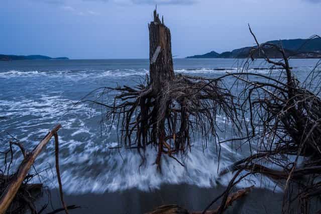 This picture by Australian photographer, Daniel Berehulak commissioned by Getty Images News Service won the 3rd Prize Stories for [Japan After the Wave] in the category [General News] in the 56th World Press Photo Contest, that was announced by the organizers on 15 February 2013 in Amsterdam, The Netherlands. Pine trees uprooted during the tsunami lay strewn over the beach. One year later, areas of Japan most impacted by the earthquake and subsequent tsunami that left 15,848 dead and 3,305 missing, continue to struggle. Thousands of people remain living in temporary dwellings. The government faces an uphill battle with the need to dispose of rubble as it works to rebuild economies and livelihoods. The picture is dated 07 March 2012, Rikuzentakata, Japan. (Photo by Daniel Berehulak/EPA)