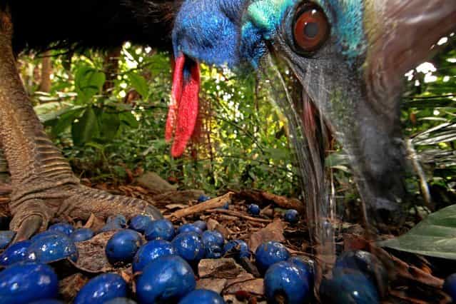 In this photo provided on Friday February 15, 2013 by World Press Photo, the 1st prize Nature Single by Christian Ziegler, Germany, shows the endangered Southern Cassowary feeds on the fruit of the Blue Quandang tree. Cassowaries are a keystone species in northern Australian rainforests because of their ability to carry so many big seeds such long distances, Black Mountain Road, Australia, November 16, 2012. (Photo by Christian Ziegler/AP Photo)