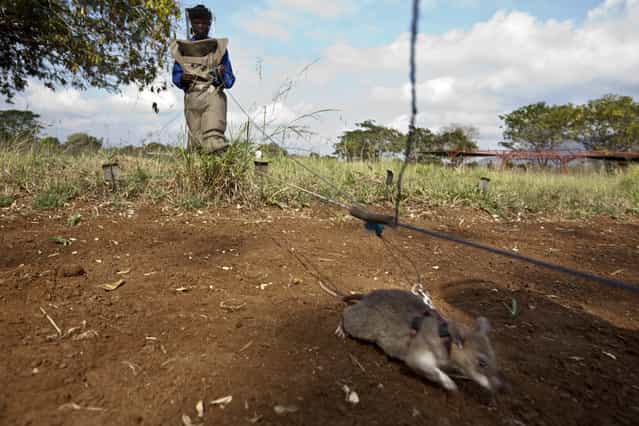 APOPOs Training Center, situated on Sokoine Univeristy of Agriculture (SUA) in Tanzania, was established in 2000 to accommodate training and testing of mine detection rats in near-to-real conditions. Rats learn to look for mines