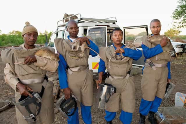 MDR (Mine detection rat) handlers with their protective gear and some of the rats. Gaza province, Mozambique, December 2008.
