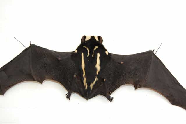 New Genus Of Bat Niumbaha superba