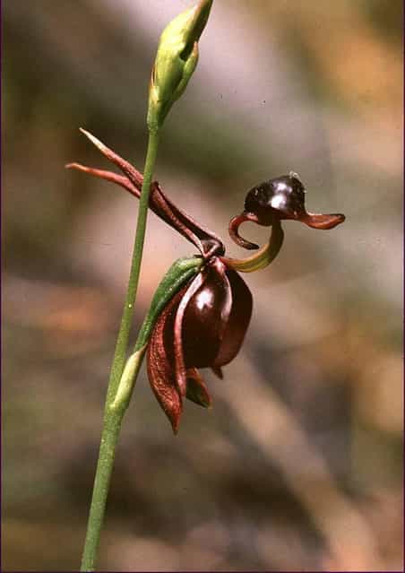 The Flying Duck Orchid 