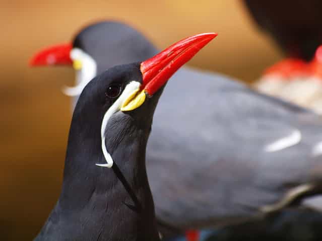 Beard Bird Inca Tern 