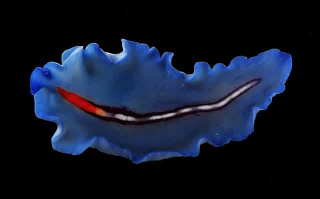A rather unusual blue flatworm (Pseudoceros bifurcus); Straits of Johore, October 2012. (Arthur Anker)