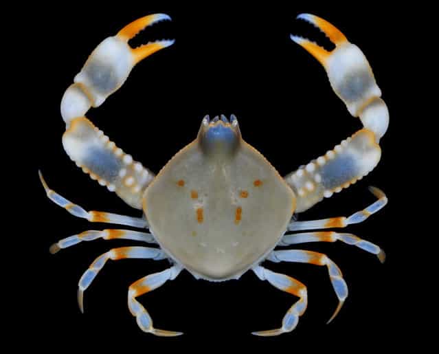 Jewel pebble crab (Seulocia cristata); Straits of Johore, October 2012. (Arthur Anker)