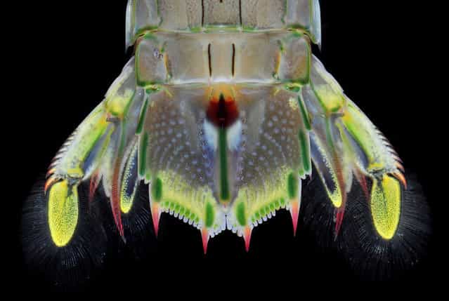 Mantis shrimp tail fan (Oratosquillina inornata); Straits of Johore, October 2012. (Arthur Anker)