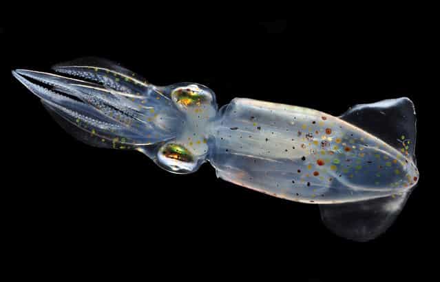 Glass squid; Straits of Johore, October 2012. (Arthur Anker)
