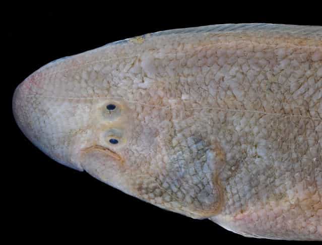 Amazing tonguefish; Straits of Johore, October 2012. (Arthur Anker)