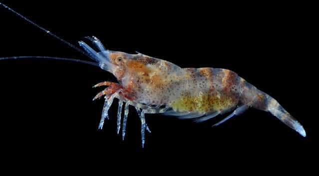 Latreutes anoplonyx, one of two jellyfish-associated shrimps; Straits of Johore, October 2012. (Arthur Anker)