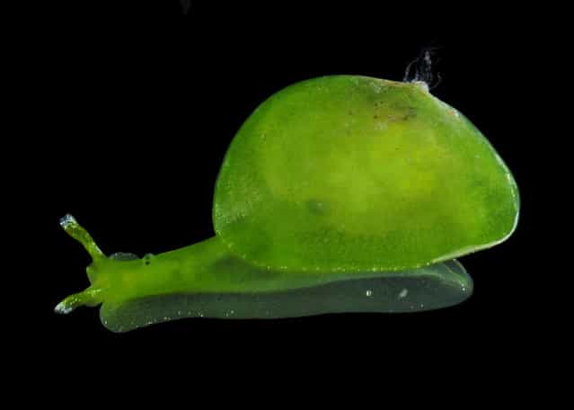 Berthelinia sp (possibly B. chloris), a bivalved sea slug; Straits of Johore, October 2012. (Arthur Anker)