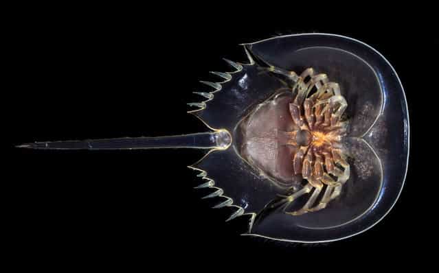 A juvenile horseshoe crab (Tachypleus gigas) in ventral view; Straits of Johore, October 2012. (Arthur Anker)