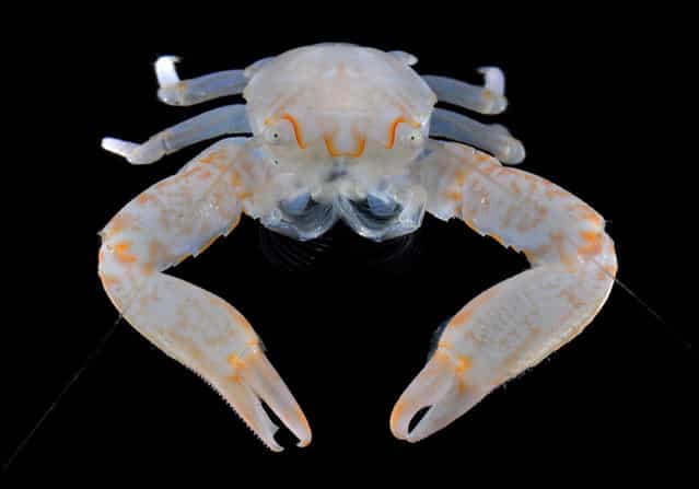 Frontal view of a porcelain crab (Lissoporcellana sp); Straits of Johore, October 2012. (Arthur Anker)