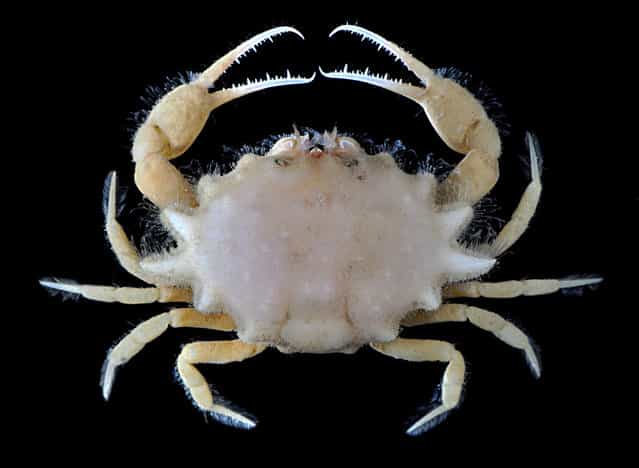 Spongy pebble crab (Pariphiculus spongiosus); Straits of Johore, October 2012. (Arthur Anker)