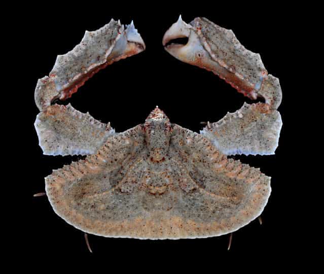 Flat-rock elbow crab (Cryptopodia fornicata); Straits of Johore, October 2012. (Arthur Anker)