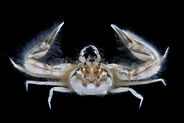 Hairy porcelain crab (Raphidopus cf ciliatus); Straits of Johore, October 2012. (Arthur Anker)