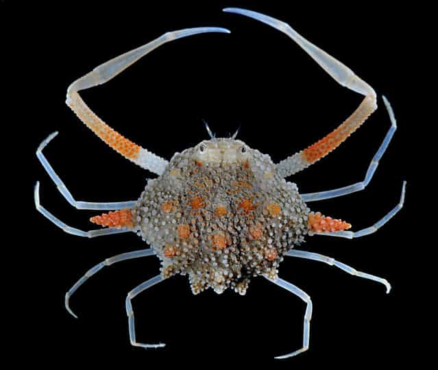 Pebble crab (Ixa pulcherrima); Straits of Johore, October 2012. (Arthur Anker)