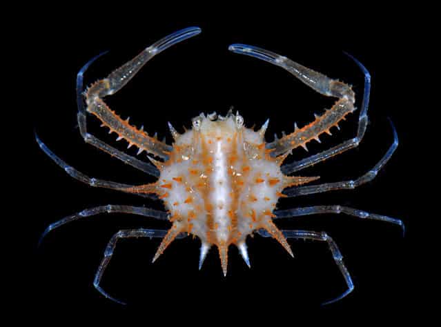 Spiny pebble crab (Arcania erinacea); CMBS, Singapore. (Arthur Anker)